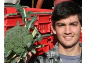 SPRAY FREE BROCCOLI LARGE  Each - KATIKATI Grown